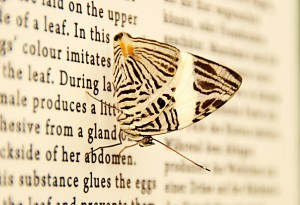 Colobura dirce